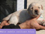 Réservation pour 7 chiots Labradors Retrievers sables LOF