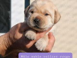 Réservation pour 7 chiots Labradors Retrievers sables LOF