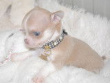 1 chiot Chihuahua mâle à réserver, LOF bicolore sable et blanc