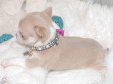1 chiot Chihuahua mâle à réserver, LOF bicolore sable et blanc