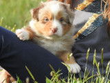 8 chiots Bergers Australiens à réserver LOF de mars 2022