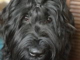 Magnifiques chiots Briard noir - Berger de Brie à réserver