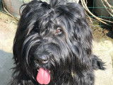 Magnifiques chiots Briard noir - Berger de Brie à réserver