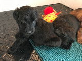 Magnifiques chiots Briard noir - Berger de Brie à réserver