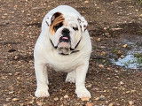 Chiots Bulldogs Anglais LOF  &agrave; vendre