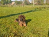 À vendre : chiots Bergers Allemands fauve bringé à poil long (LOF)