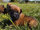 Réservation de 9 chiots Malinois fauve bringé (LOF)