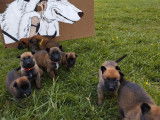 Réservation de 9 chiots Malinois fauve bringé (LOF)
