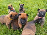 Réservation de 9 chiots Malinois fauve bringé (LOF)