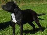 Pour des saillies : chien Staffordshire Bull Terrier noir panaché blanc (LOF)