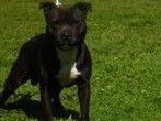 Pour des saillies : chien Staffordshire Bull Terrier noir panach&eacute; blanc (LOF)