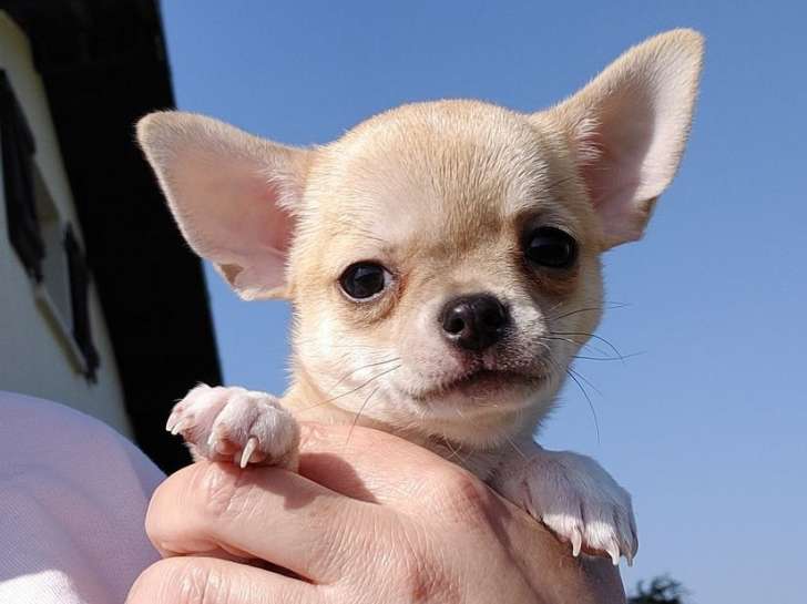 Un chiot Chihuahua mâle LOF beige disponible à l'achat