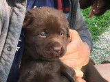 8 chiots Labradors LOF au pelage chocolat à réserver