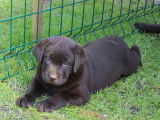 8 chiots Labradors LOF au pelage chocolat à réserver