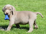 &Agrave; r&eacute;server : 7 chiots Braques de Weimar bleus LOF