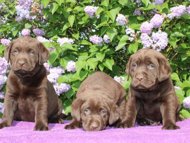 6 chiots Labradors chocolat LOF disponibles à la réservation