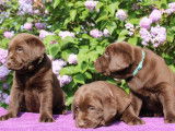 6 chiots Labradors chocolat LOF disponibles à la réservation