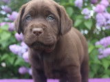 6 chiots Labradors chocolat LOF disponibles à la réservation