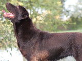 6 chiots Labradors chocolat LOF disponibles à la réservation