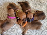 À réserver : 7 chiots Staffordshire Bull Terriers LOF, 5 femelles, 2 mâles