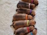 À réserver : 7 chiots Staffordshire Bull Terriers LOF, 5 femelles, 2 mâles