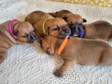 À réserver : 7 chiots Staffordshire Bull Terriers LOF, 5 femelles, 2 mâles