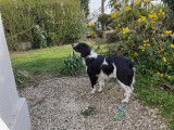 Mâle Springer Spaniel disponible pour saillie