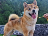 Shiba Inu LOF pour saillie