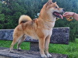 Shiba Inu LOF pour saillie