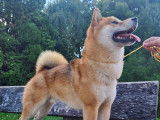 Shiba Inu LOF pour saillie