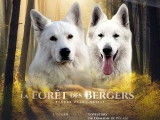 Vente de deux chiots Bergers Blancs Suisses mâles (LOF)