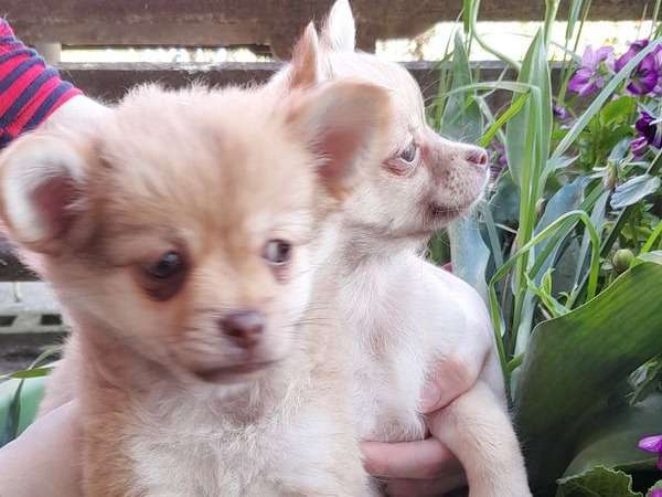 À acheter : 4 chiots Chihuahua non LOF