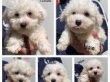 5 chiots Bichons Frisés blancs disponibles à la vente (non LOF)