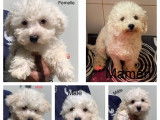 5 chiots Bichons Frisés blancs disponibles à la vente (non LOF)