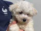 5 chiots Bichons Frisés blancs disponibles à la vente (non LOF)