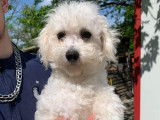 5 chiots Bichons Frisés blancs disponibles à la vente (non LOF)