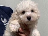 5 chiots Bichons Frisés blancs disponibles à la vente (non LOF)