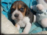 5 chiots Beagles tricolores non LOF disponibles à la réservation