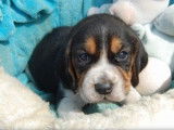 5 chiots Beagles tricolores non LOF disponibles à la réservation