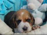 5 chiots Beagles tricolores non LOF disponibles à la réservation