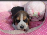 5 chiots Beagles tricolores non LOF disponibles à la réservation