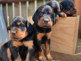 À réserver 8 chiots Setters Gordon LOF au pelage noir et feu