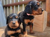À réserver 8 chiots Setters Gordon LOF au pelage noir et feu