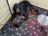 À réserver 8 chiots Setters Gordon LOF au pelage noir et feu