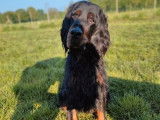 À réserver 8 chiots Setters Gordon LOF au pelage noir et feu