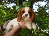 Disponible, un chiot femelle LOF Cavalier King Charles blenheim
