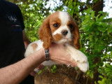 Disponible, un chiot femelle LOF Cavalier King Charles blenheim
