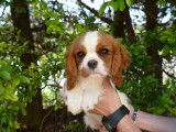 Disponible, un chiot femelle LOF Cavalier King Charles blenheim