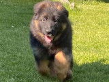 5 chiots Bergers Allemands LOF au pelage fauve charbonné à vendre