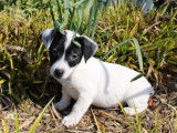4 chiots Jack Russells m&acirc;les de f&eacute;vrier 2022 &agrave; vendre non-LOF